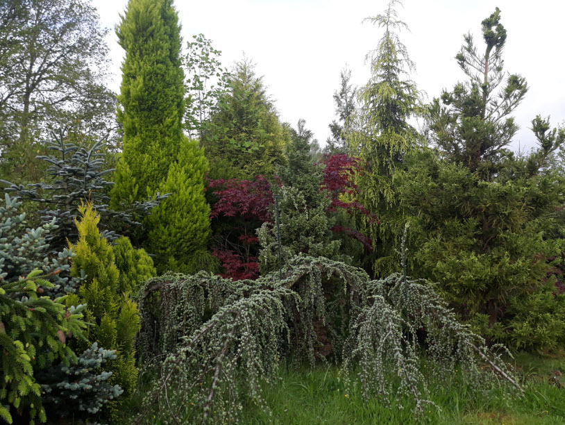 Arboretum / Pinetum Lucus Augusti, Spain